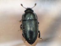 Nitidulidae