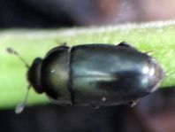 Nitidulidae