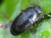 Meligethes
