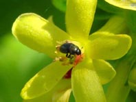 Glanzkäfer, Nitidulidae