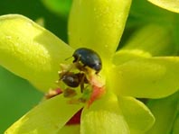 Glanzkäfer, Nitidulidae