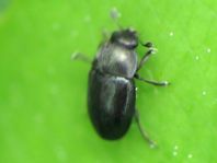 Nitidulidae