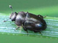 Nitidulidae