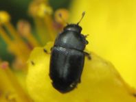 Nitidulidae