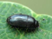 Nitidulidae