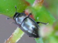 Nitidulidae