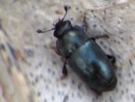Nitidulidae