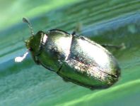 Nitidulidae