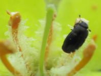 Nitidulidae
