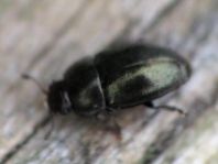 Nitidulidae