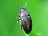 Nitidulidae