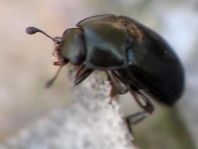 Nitidulidae