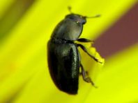 Nitidulidae
