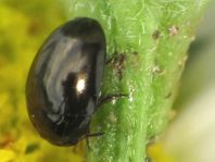 Phalacridae, Glattkäfer