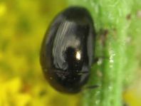 Phalacridae, Glattkäfer