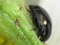 Phalacridae, Glattkäfer
