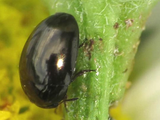 Phalacridae, Glattkäfer