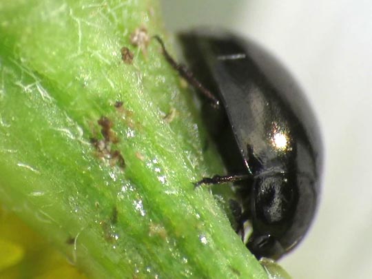 Phalacridae, Glattkäfer