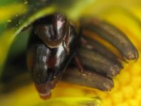 Olibrus sp.