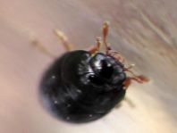 Olibrus sp.
