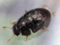 Olibrus sp.