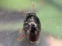 Olibrus sp.