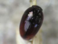 Olibrus sp.