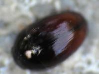Olibrus sp.