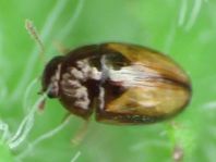 Olibrus corticalis