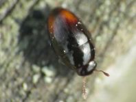 Olibrus bicolor
