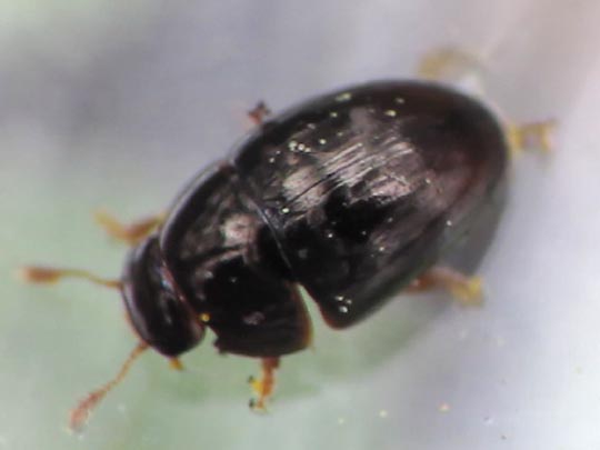 Olibrus sp.