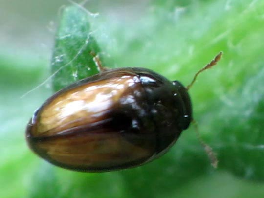 Olibrus corticalis