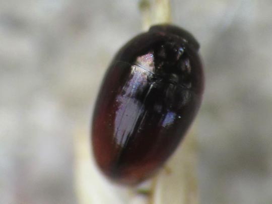 Olibrus sp.