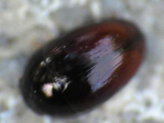 Olibrus sp.