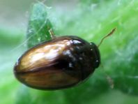 Olibrus corticalis