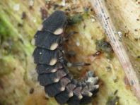 Lampyris noctiluca