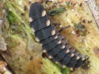 Lampyris noctiluca