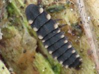 Lampyris noctiluca