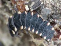 Lampyris noctiluca