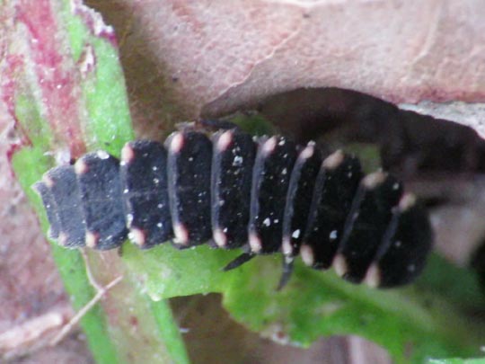 Lampyris noctiluca