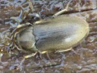 Dryops sp.