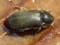 Dryops sp.