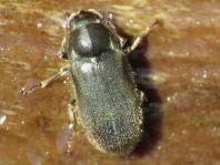 Dryops sp.