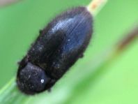 Dryops sp.