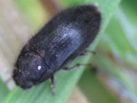 Dryops sp.