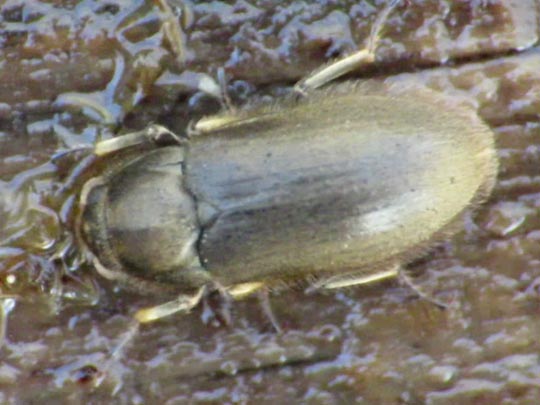 Dryops sp.