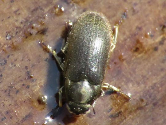 Dryops sp.