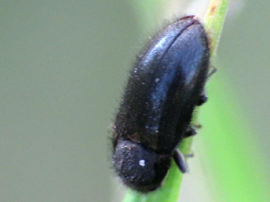 Dryops sp.