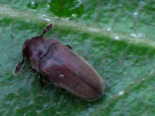 Hüpfkäfer, Throscidae