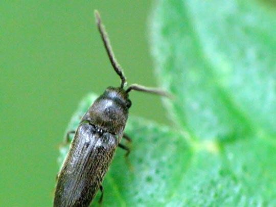 Eucnemidae, Kammkäfer